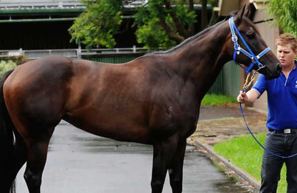 Legendary Black Caviar redefined Australian racing, but what